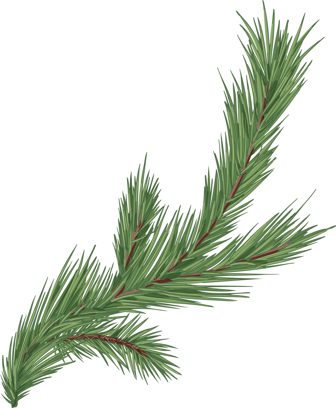 Spruce, fir or pine tree branch with evergreen needles isolated on white background. Fresh forest coniferous sprig. Fluffy twig of winter plant. Realistic hand-drawn vector illustration